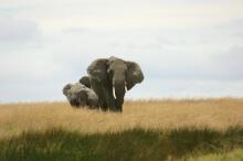 Treffen zweier Elefantenherden